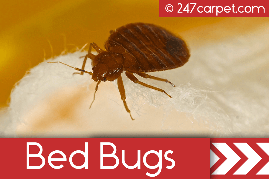 Bed Bug Treatment Services Manhattan