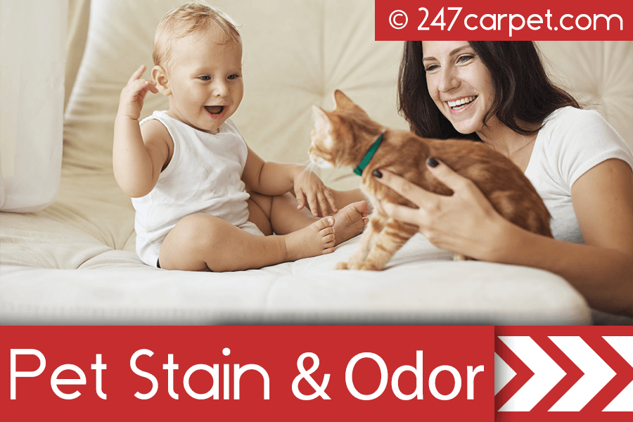 Pet Stain and Odor Cleaning
